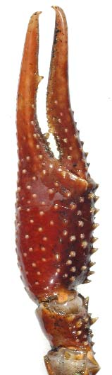 Procambarus acutus/zonangulus Engels cf. White river crayfish Oorspronkelijk areaal Zuidoost-Noord-Amerika.