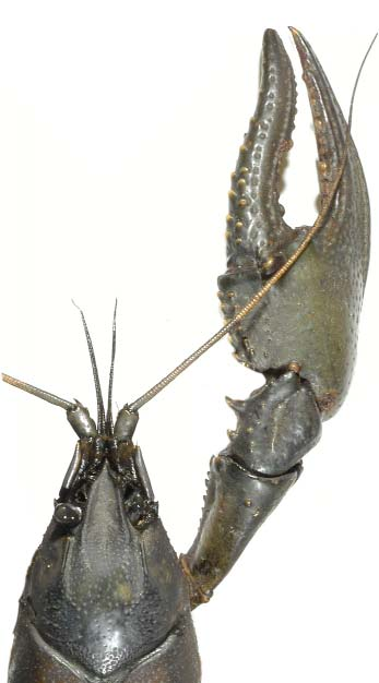 Geknobbelde Amerikaanse rivierkreeft - Orconectes virilis Engels Northern crayfish, Virile crayfish Oorspronkelijk areaal Canada Biotoop In oorspronkelijk areaal vooral gevonden in beken, rivieren en