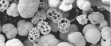 Trias: ontstaan dinoflagellaten (plankton) Biogeochemisch (veranderende oceaan chemie, biomineralisatie) Rodinia (rust) beweging Pangea (rust) beweging Nocticula (dinoflagellaat) Belangrijke stap De