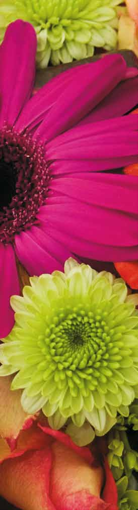 Vaselife presenteert: het bloemenverzorgingsprogramma Inleiding Vaselife International is een jong, marktgedreven bedrijf dat kwaliteitsproducten voor de verzorging van bloemen produceert voor een