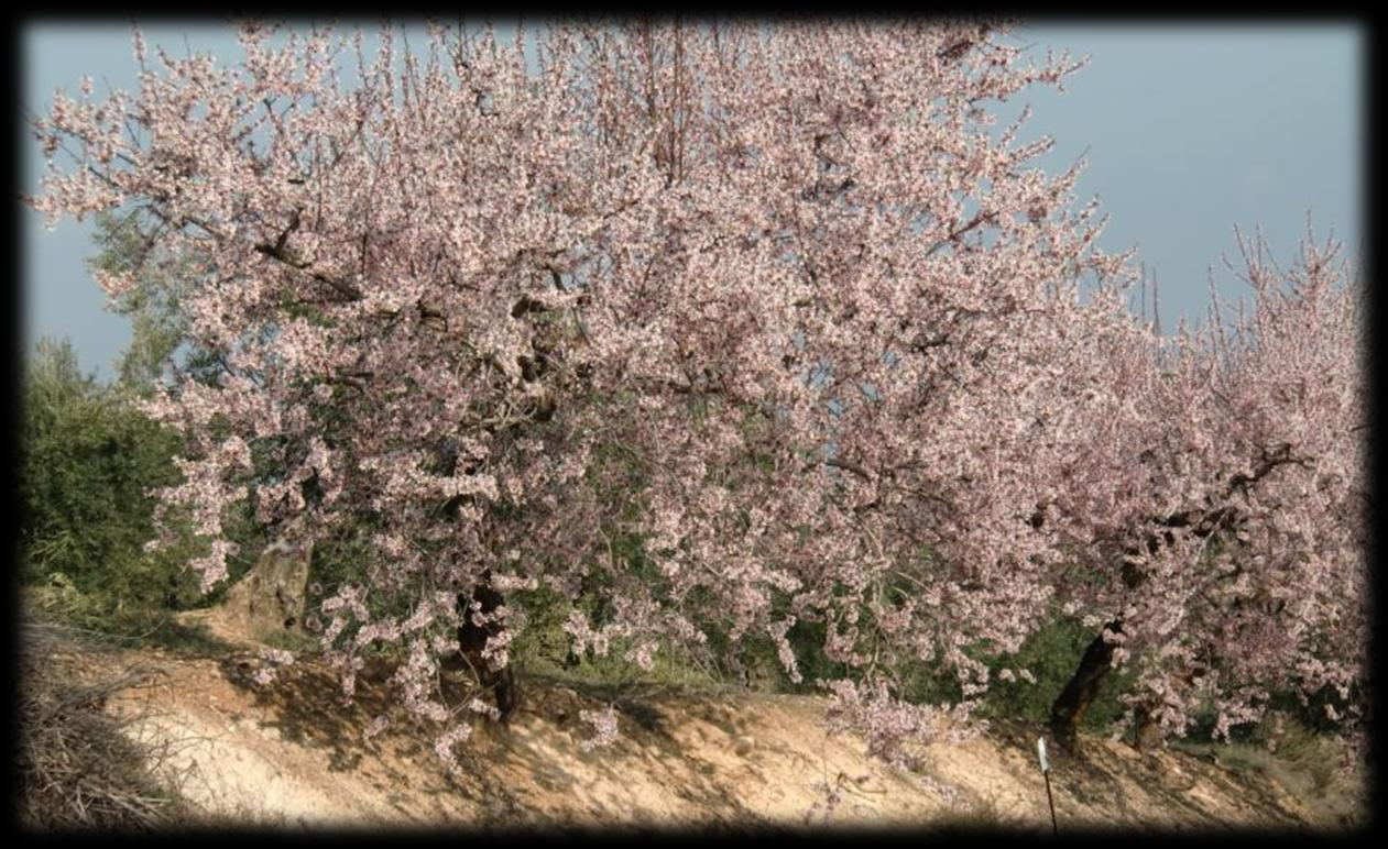 Af en toe zien we, aan de rand van de weg amandelbomen staan. Echte amandelboomgaarden komen we in dit gebied niet tegen. Ze staan nu wel in bloei. Amandelen worden in augustus geoogst.