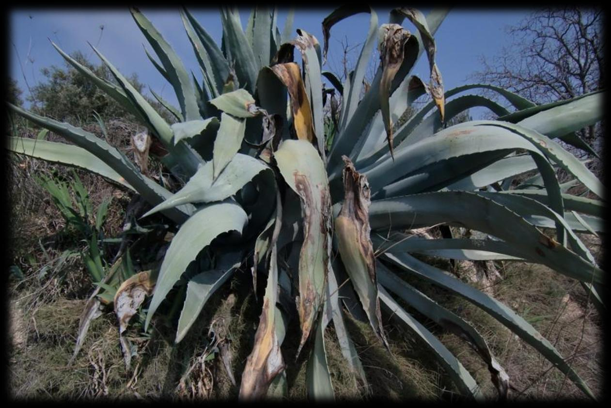 Hierboven zie je een foto van een agave. Agaves zijn door de mens gekweekt als gebruiksplant onder andere voor de vezels die in de stevige bladeren zitten en als bron voor gegiste dranken (pulque).