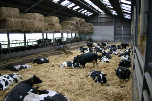 Betonvloer: ~15% koeien 2 gezonde