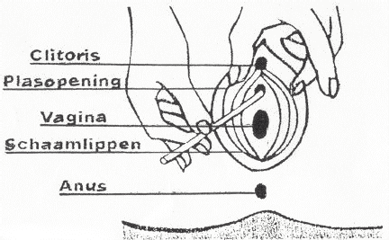CLITORIS PLASOPENING VAGINA SCHAAMLIPPEN ANUS De urinebuis (= urethra) is bij de vrouw ± 4 cm lang en recht. De uitgang ligt tussen de clitoris en de vaginaopening.