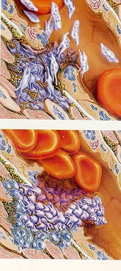 Primaire hemostase Vorming primaire (plaatjes) plug