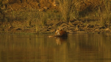 12 DAG 12 13 12-13/04: Tadoba National Park Onder de Centrale Indiase soorten herten kan men Sambar, Axis herten, Muntjac (Blafhert), Indische Gazelle, Nijlgau en de vier