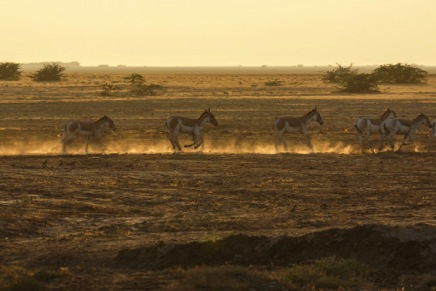 7 DAG 6 06/04: Little Rann of Kutch Dasada is een woestijnreservaat, bekend om de laatste verblijfplaats van de Aziatische wilde ezel van het Indiase schiereiland.