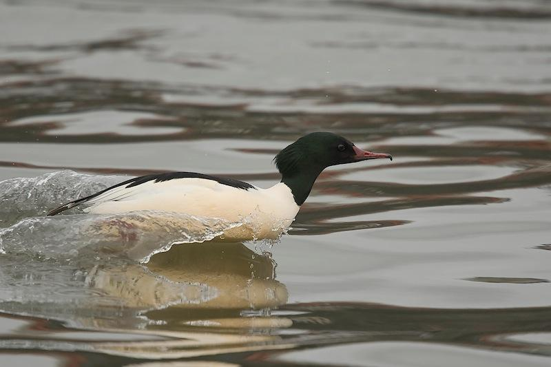 Grote Zaagbek, 14/02/2012,