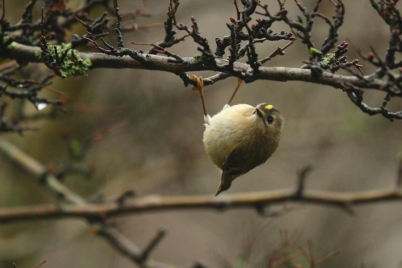 Goudhaan, 25/01/2012,