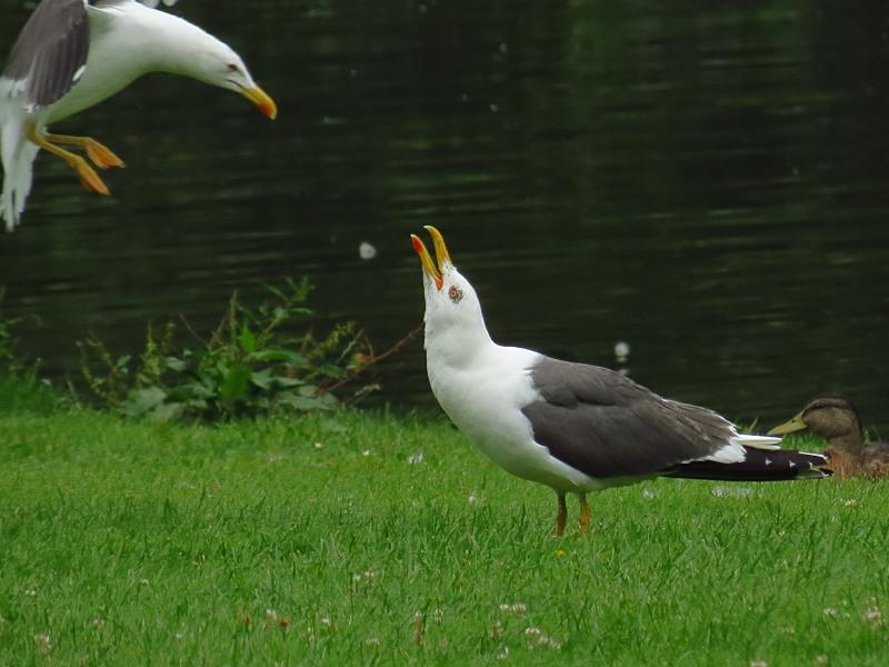 Kleine Mantelmeeuw,