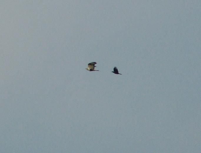 Ruigpootbuizerd, 30/10/2012,