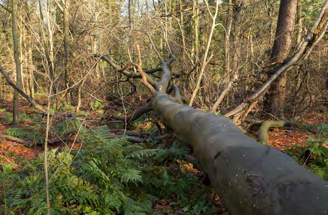 Veertig jaar lang nam Hoogeveen de zorg voor het bos op zich.