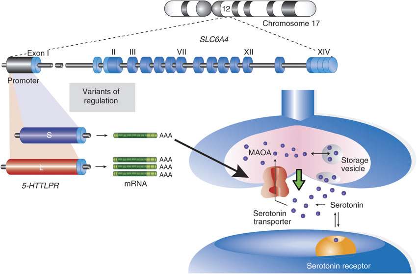 Werking genen Voorbeeld: Serotonine transporter gen (5-HTTLPR) 2 allelen: kort allel en lang