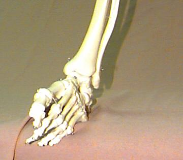Anterior tibiofibular ligament Ankle
