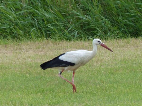 132 B De autoroute langs en rond de Doorbraak zonder korte wandelmogelijkheden; natuurlijk komt u onderweg langs vele pleisterplaatsen voor een rustpauze met een hapje/drankje.