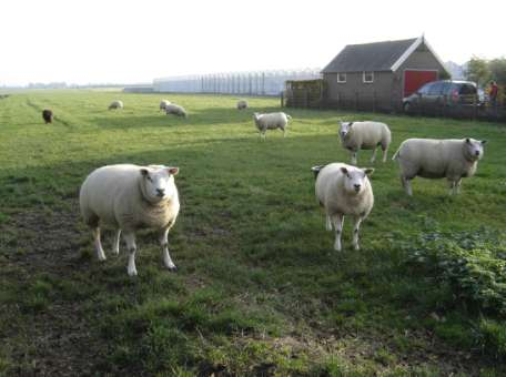 Blad 3 van 6 VELDVERKENNING Het terrein bevat drie elementen: weiland, kassen en sloten. Weiland: redelijk intensief gebruikt weiland (schapen en koeien) met diepe ontwatering.