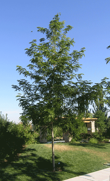 gleditsia