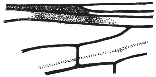 3 4 5 6 7 Figuur 3-5. Onderzijde achterlijf mannetjes, 3. Xanthogramma dives, 4. X. pedissequum, 5. X. stackelbergi. Alle tekeningen Aat Barendregt. Figure 3-5. Abdomen ventral of males, 3.
