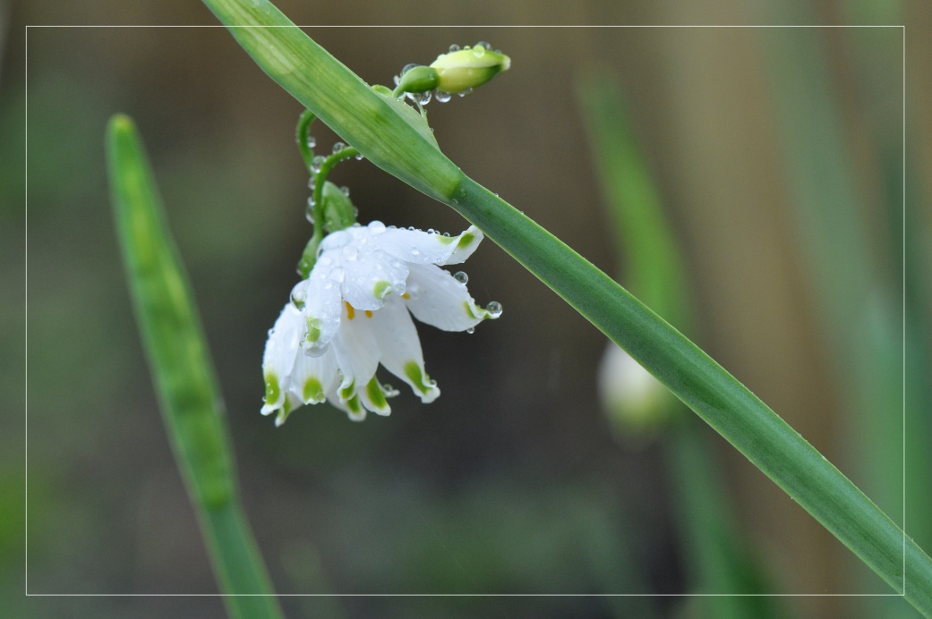 Zoals reeds vermeld; het aantal huisjesslakken was opvallend groot. Het zeldzame zomerklokje (Leucojum aestivum) is een vaste plant die behoort tot de narcisfamilie. De plant is wettelijk beschermd.