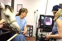 ADVIES Centrale beoordeling Cornage-onderzoek. Thans voor merries centrale beoordeling van gemaakte DVD van het ademhalingsapparaat. Betreft meestal Register-A paarden.