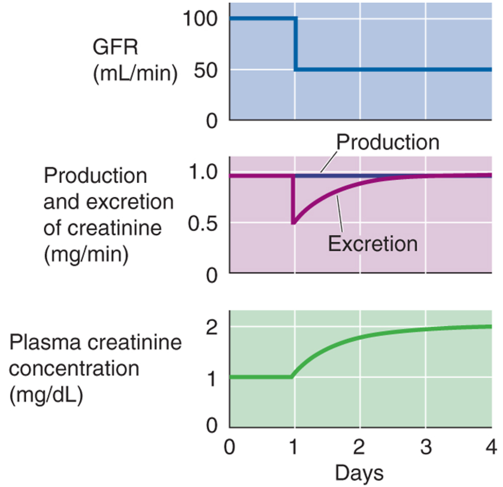 GFR (ml/min) Productie en excretie van creatinine (mg/min) Plasma