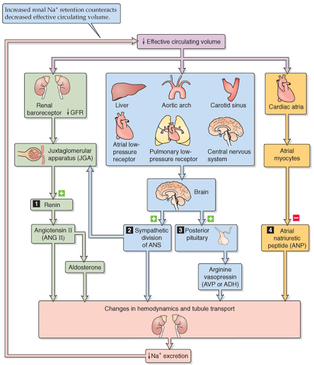 Hypovolemie Effectief