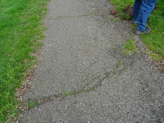 Links beworteling tot in de verharding, rechts restanten van banden in de