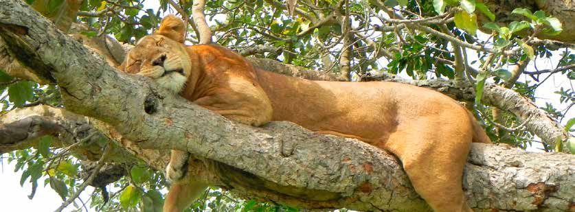 Dag 12 LAKE MBURO NP Na het ontbijt vertrekken we onder leiding van ervaren parkwachters voor een natuurwandeling in de ontluikende bush.