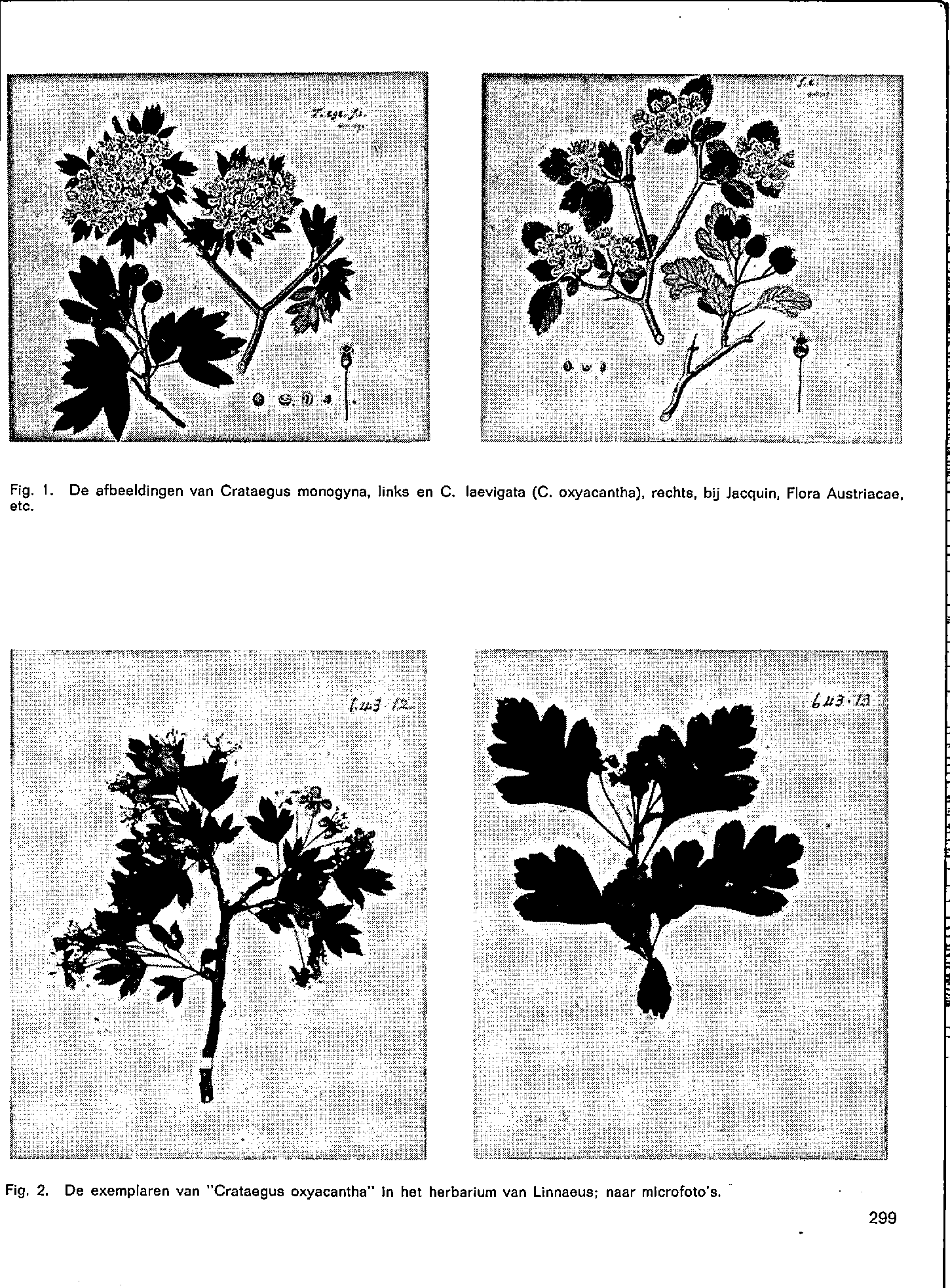 Fig. 1. etc. De afbeeldingen van Crataegus monogyna links en C. laevigata (C.