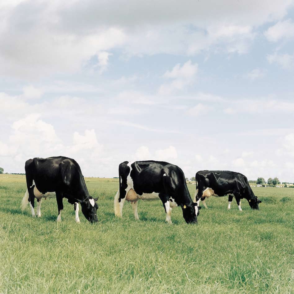 Koe en getal Tot 1955 werden bijna alle koeien in Nederland met de hand gemolken. Per man konden zo n acht koeien worden gemolken. Daar was de boer tweemaal daags twee uur mee bezig.
