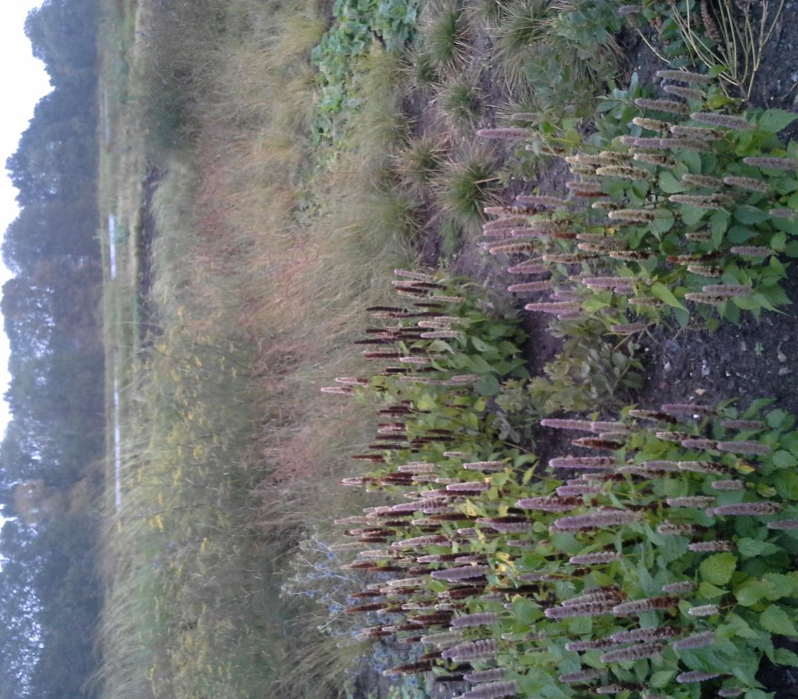 Beplanting: praktijkvoorbeeld Oktober 2014: op enkele plekken na