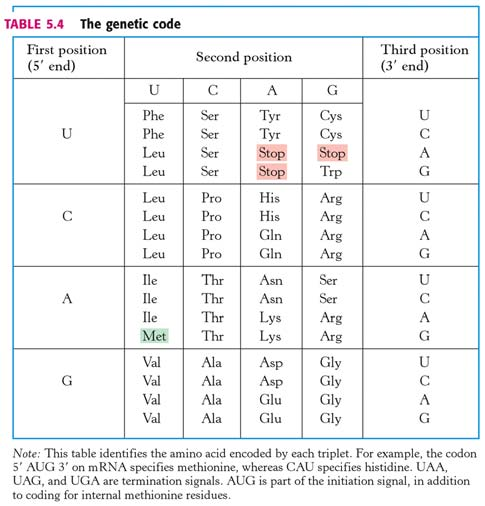 6 (~20 minuten; 20 punten) Van een stukje dubbelstrengs prokaryotisch DNA is de volgende sequentie bekend voor de templaat strand/streng. 3 -TACCGGTCTACGCTTGAA-5 a.