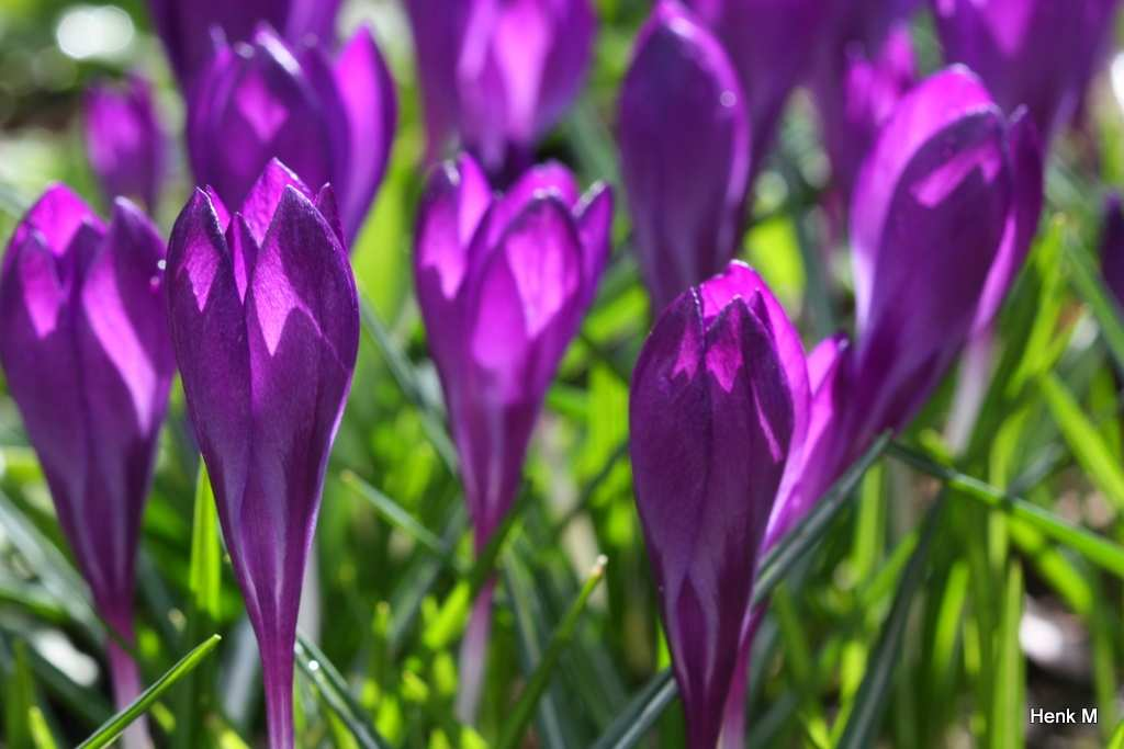 van aangetrokken, er zijn heel veel bloemetjes gekomen. Naast de voordeur had ik twee prachtige grote planten (halfheesters) staan van ERYSIMUM Bowles Mauve (de paarsbloeiende muurbloem).