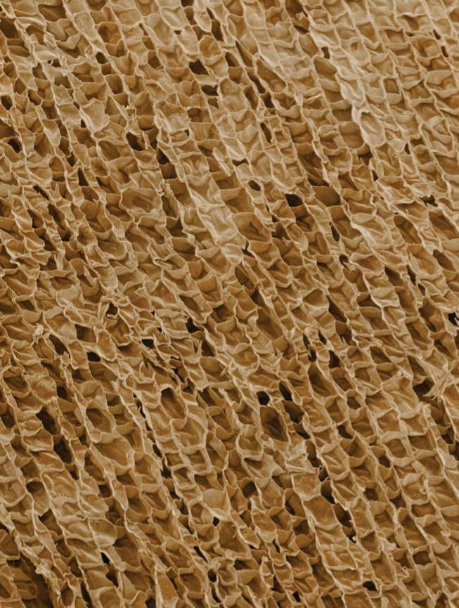 40 Miljoen met lucht gevulde cellen per cm 3 De naam kurk wordt gegeven aan het kurkschorsweefsel gevormd door het kurkcambium (fellogeen) van de kurkeik. Kurk is als de huid van de boom.