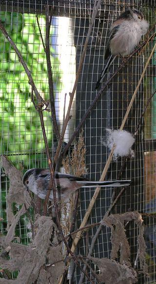 Het nest komt dadelijk als het klaar is compleet boven tegen de draad.