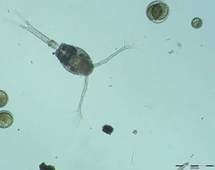 De cyclopoïde copepode Oithona similis (o ). Totale maatstreep = 0 µm (0,1 mm). aan de functie-eisen die voor zoöplankton zijn opgesteld.
