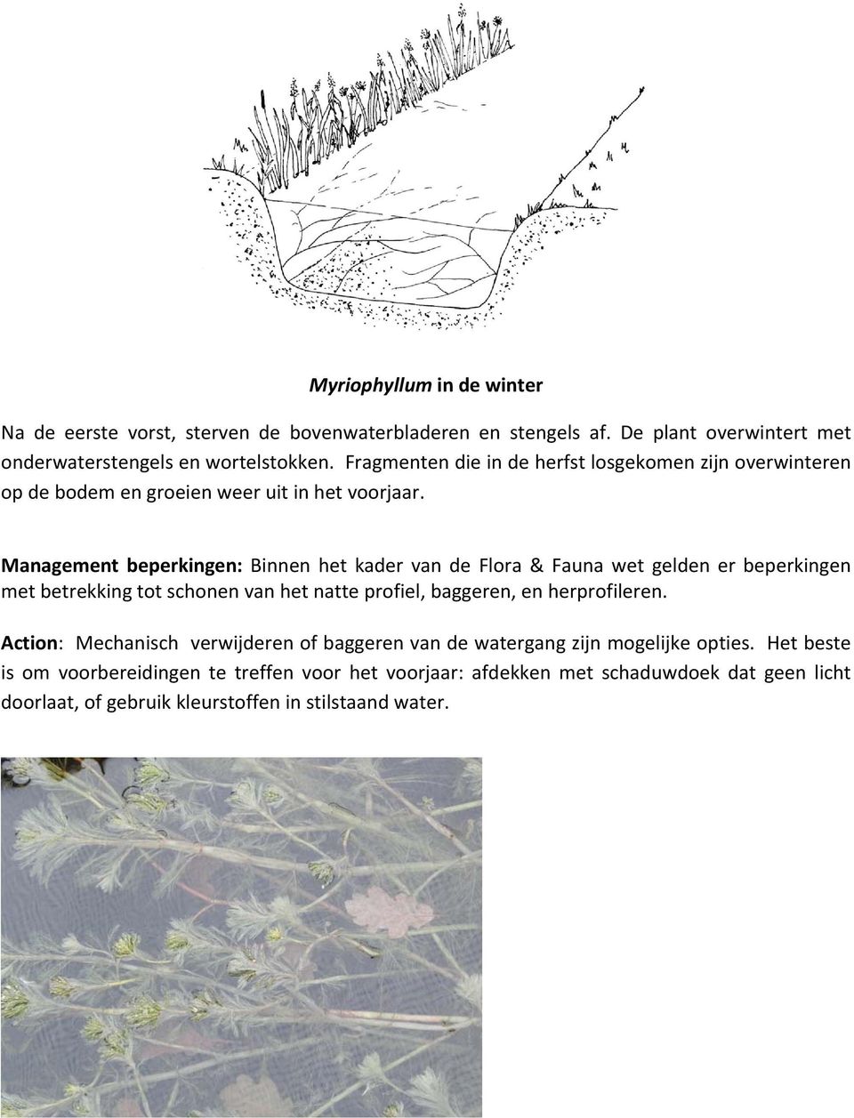 Management beperkingen: Binnen het kader van de Flora & Fauna wet gelden er beperkingen met betrekking tot schonen van het natte profiel, baggeren, en herprofileren.