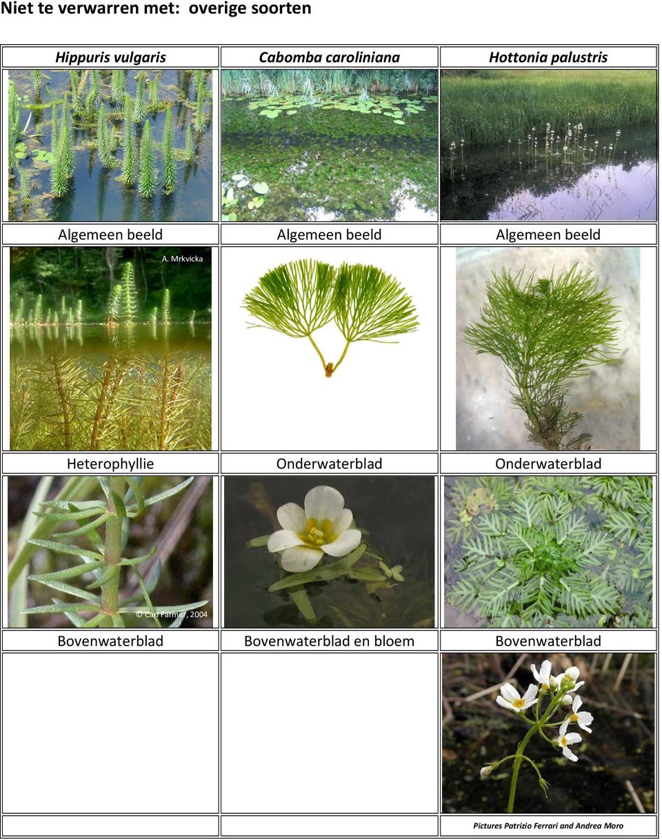 Mrkvicka Heterophyllie Onderwaterblad Onderwaterblad Carl Farmer, 2004