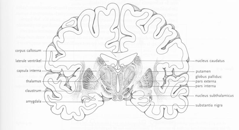 Thalamus: