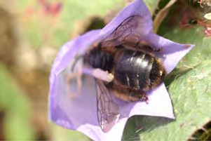 7 Klokjesdikpootbij (Melitta haemorrhoidalis) op perzikbladklokje (Campanula persicifolia). Foto Erik van der Spek. 8 Poel met links de heuvel met nesten van de grasbij (Andrena flavipes).