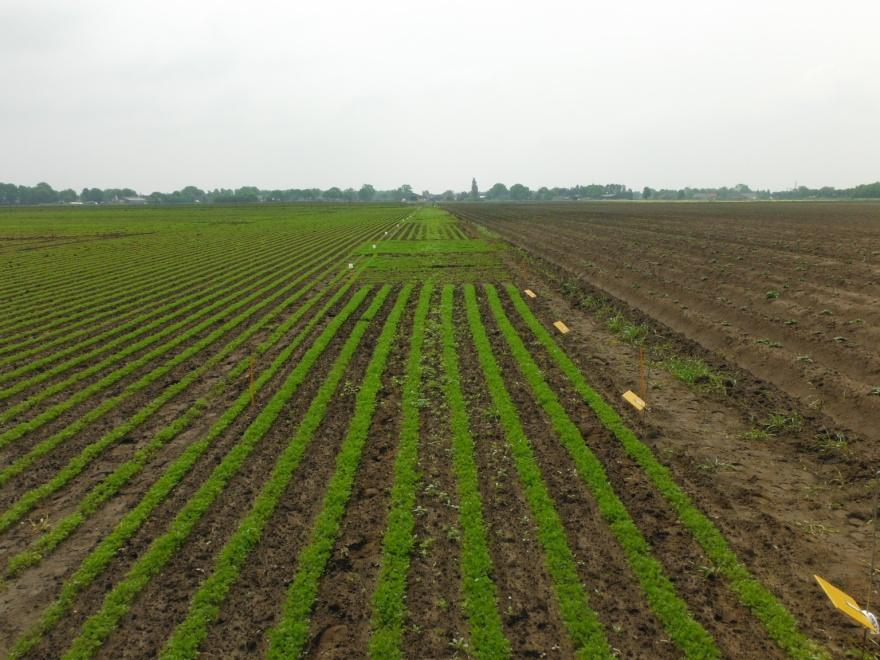 foto 4: overzicht peen locatie Biddinghuizen oogst 31 juli 2013. Van links naar rechts staan behandelingen 2, 3, 4 en met de vier herhalingen (veldnummers) boven elkaar.