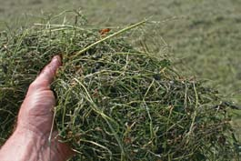 Het juiste maaimoment Om de voederwaarde van vers gras zo veel mogelijk te behouden in het kuilgras, zijn de weersomstandigheden rond het maaien van groot belang.