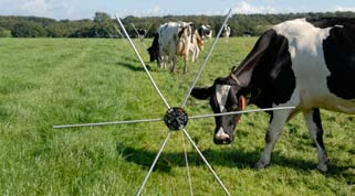 Jongvee achter de melkkoeien aan weiden is een praktische methode om grasland goed te benutten. Voor de melkkoeien is er dan altijd smakelijk gras met een hoge voederwaarde beschikbaar.