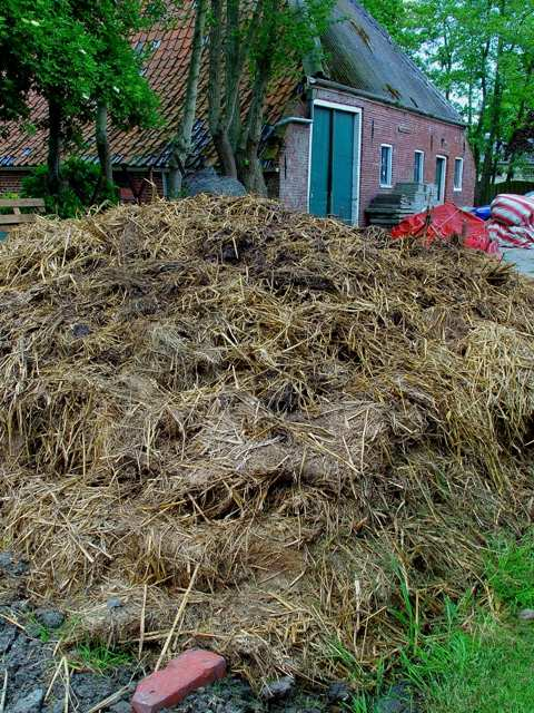 5. PRODUCTIE EN BRONNEN VAN VASTE RUNDVEEMEST Tot in de jaren 70 hadden veel veehouders een grupstal, waarbij het melkvee in de winter op stal stond en de mest op stro werd opgevangen.