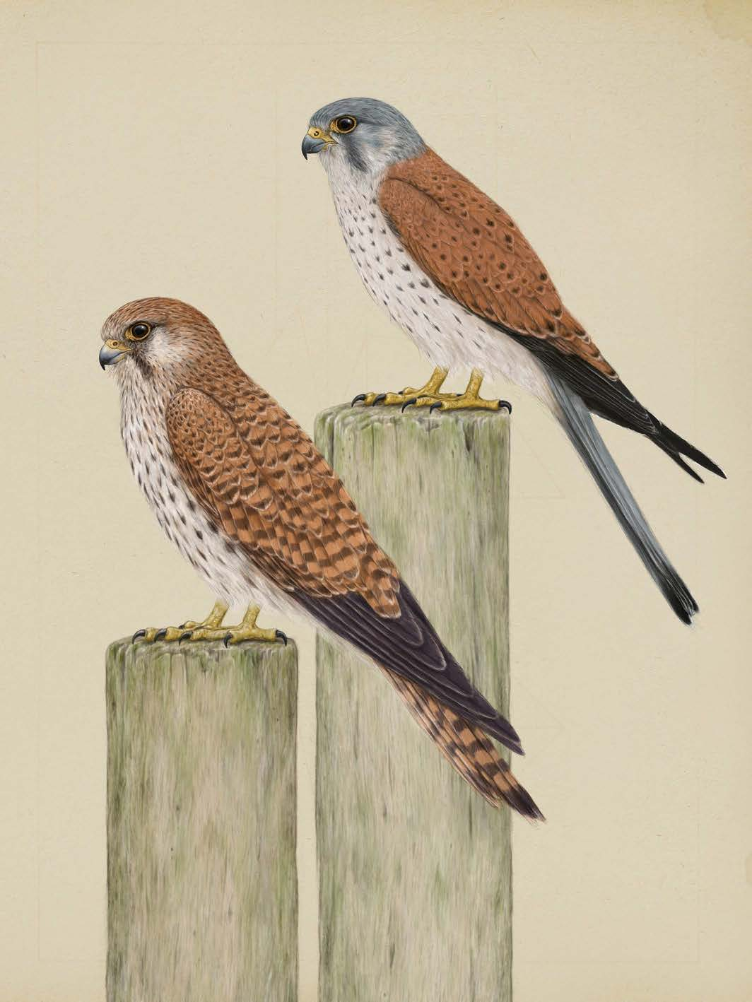 FALCONIDAE valkachtigen (falconidae), PL. 02. falco tinnunculus Biddende TORENVALK Falco tinnunculus De torenvalk komt in heel Europa voor, behalve op IJsland.