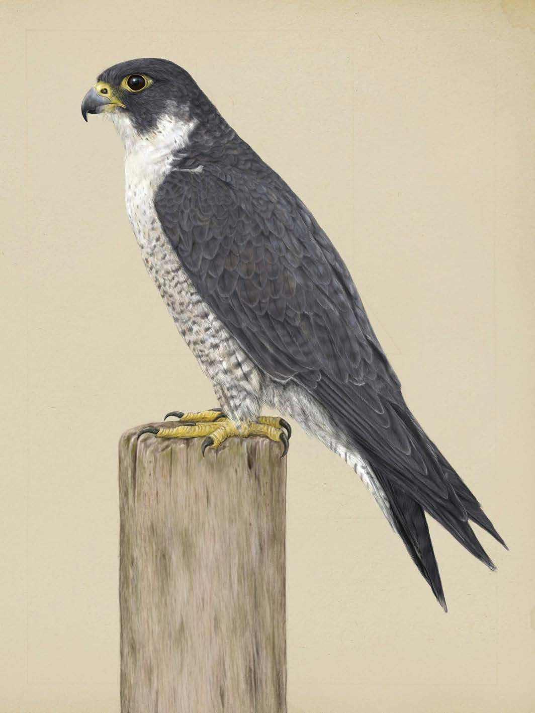 FALCONIDAE valkachtigen (falconidae), PL. 04.