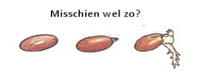 Nu de zaadjes op bloembol geplant zijn, kunnen we gaan bijhouden hoe het groeit! Dag: Hoe gaat het met de zaadjes/bloembol?