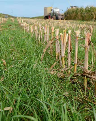 Onderzaai Mais neemt na de bloei in juli nog maar weinig stikstof op. Terwijl er s zomers via mineralisatie veel stikstof vrijkomt.