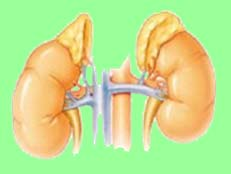 Nieren Liggen aan beide zijden van de wervelkolom net onder de ribben. Produceert: Erytropoëtine (EPO) werkt in op het beenmerg, stimuleert de aanmaak van rode bloedcellen.