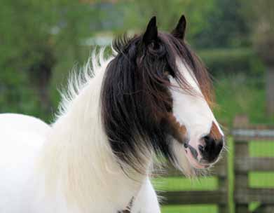 Paardenfeestje Arrangement: Paardenfeestje Jonge paardenliefhebbers kunnen hun hart ophalen tijdens het paardenfeestje, waarbij ze samen met een dierverzorger mogen meehelpen met verzorgen en